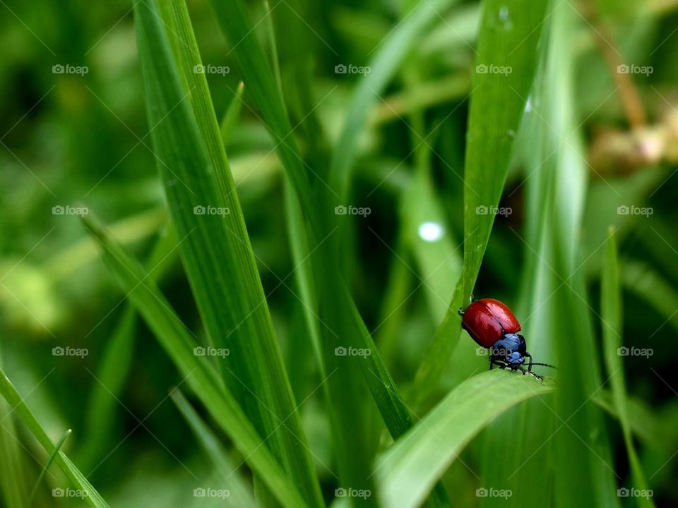 Beetle in the nature