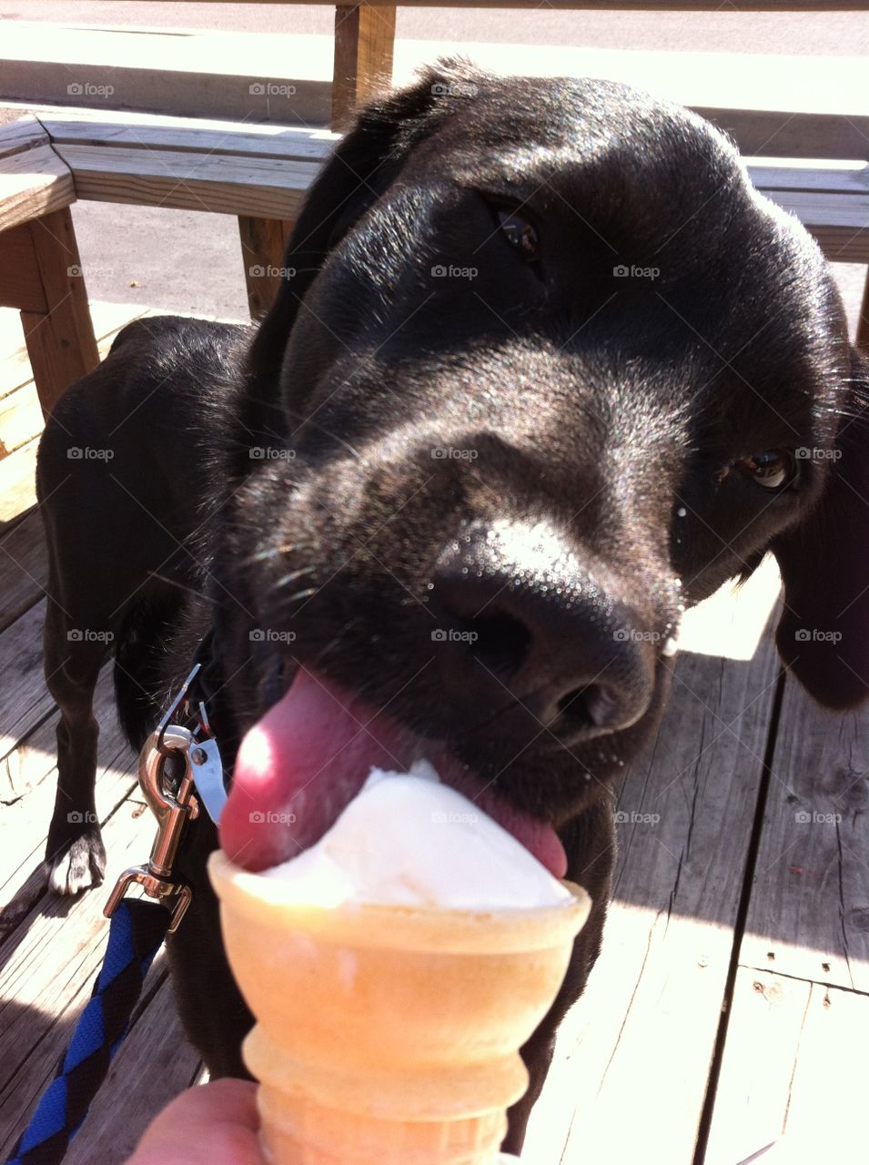 Sweet Treat. Took my puppy to get an ice cream on a hot summer day!