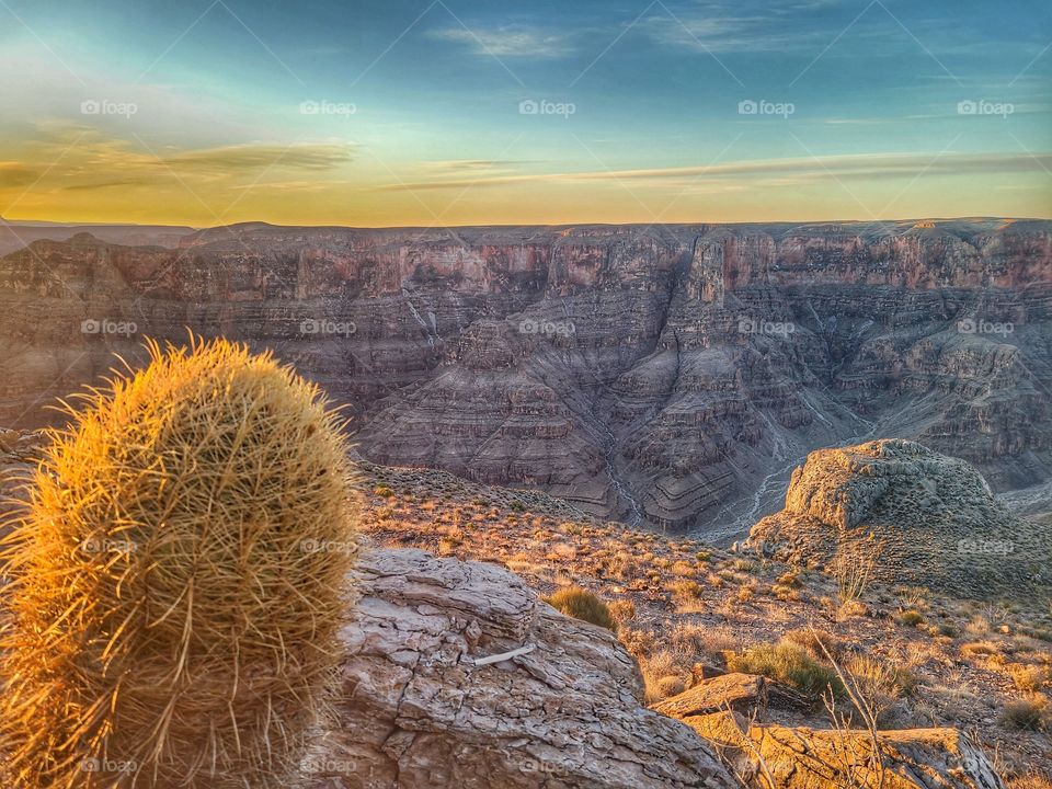 cactus by Grand canyon