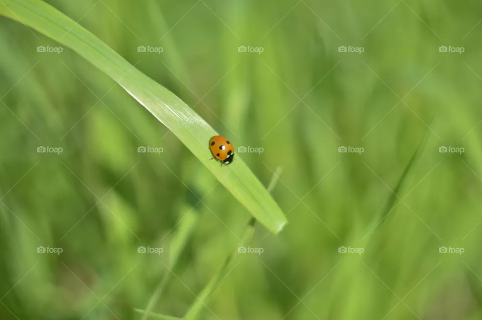 macro beetle summer
