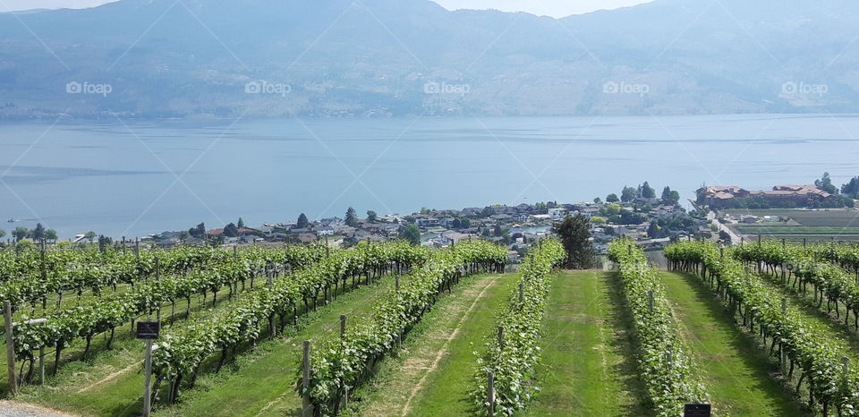 vineyards on a lake in canada
