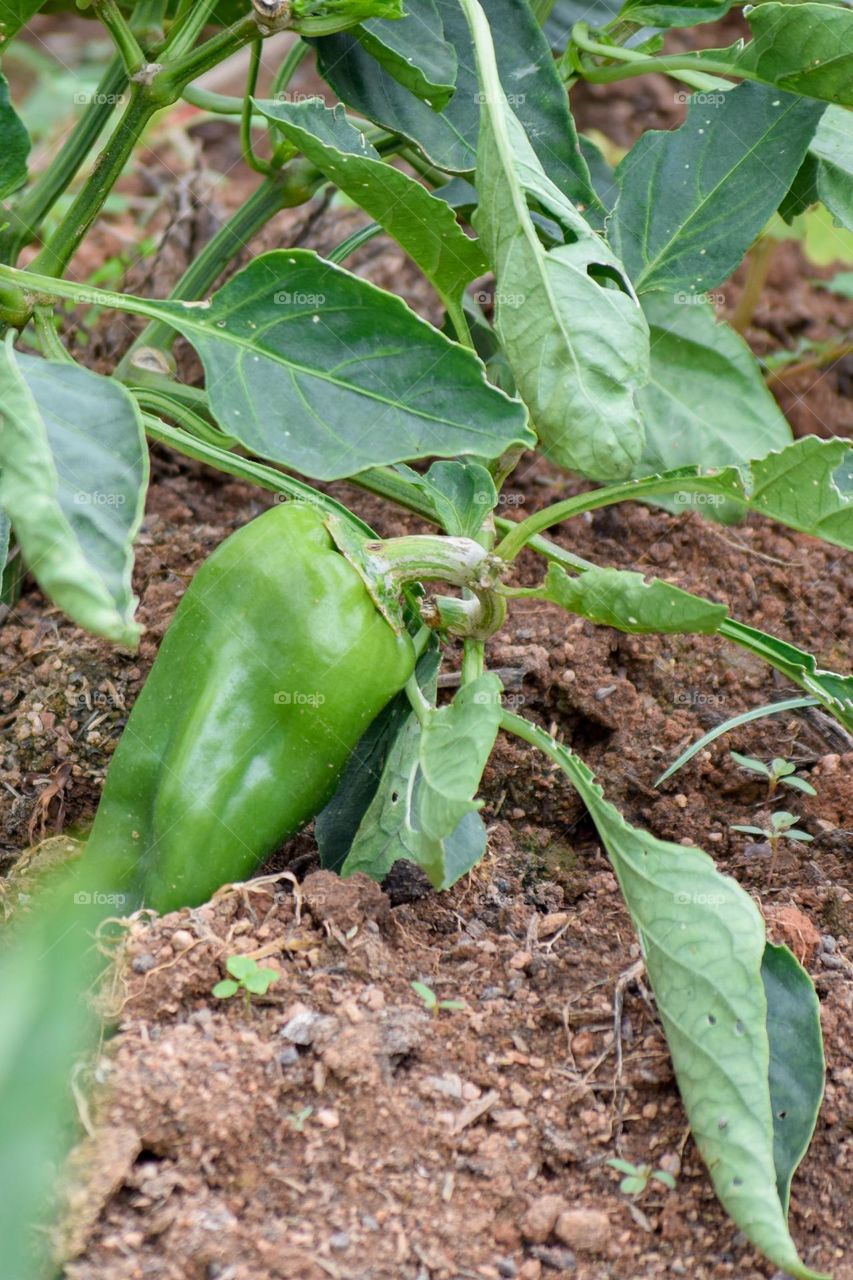 Bell pepper