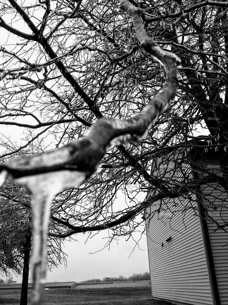 bw winter tree