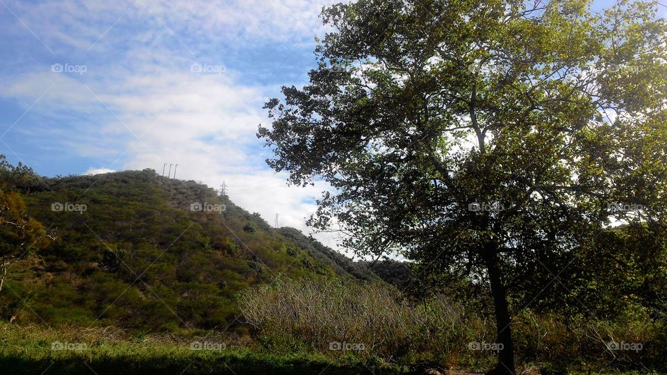 Landscape Mountain and Tree