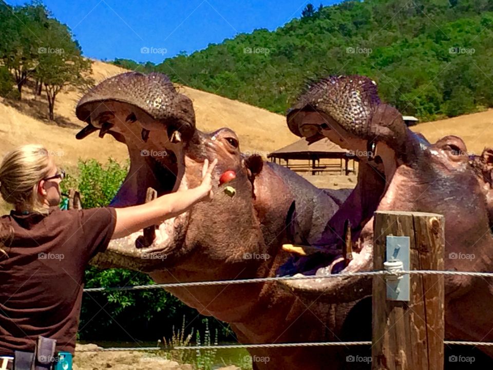 Hippo feeding time 