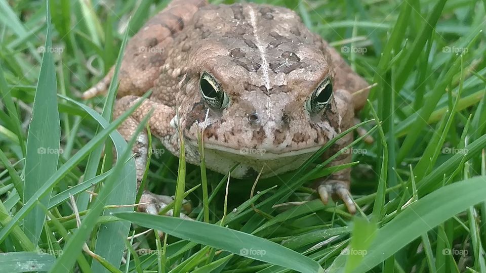 Grass, Nature, Summer, Outdoors, Animal