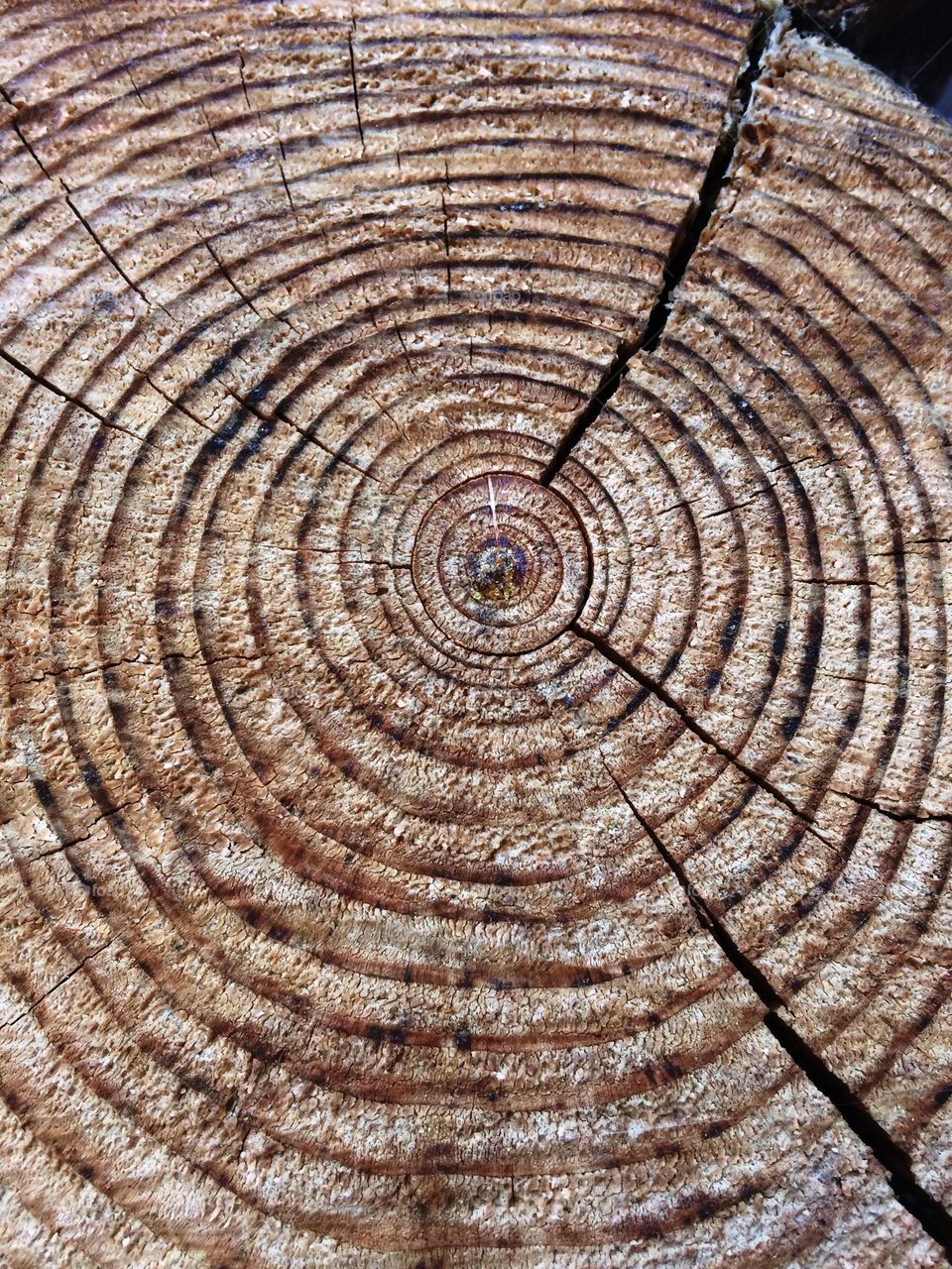Tree cut log ring circles