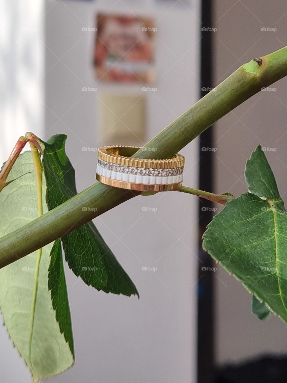 ring on tree branch