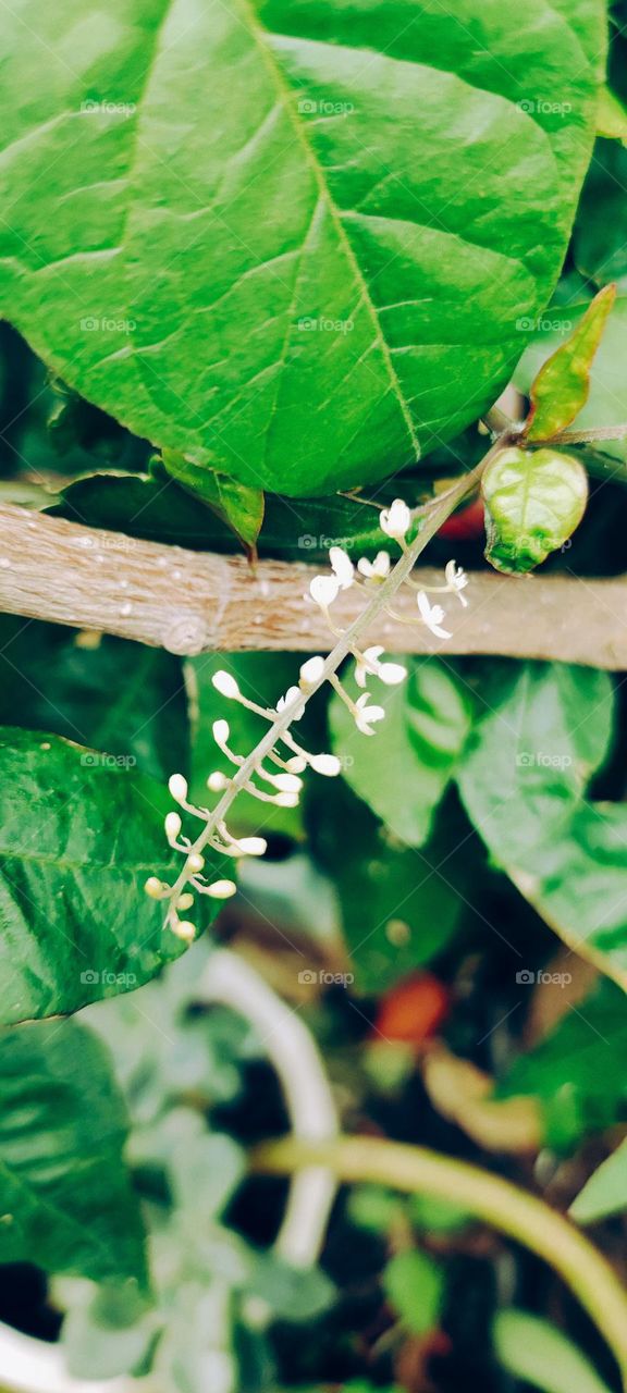 Flowers in the garden
