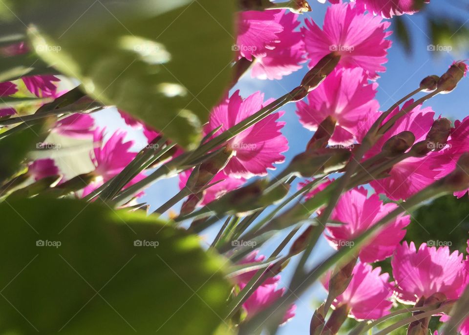 The view from below flowers.