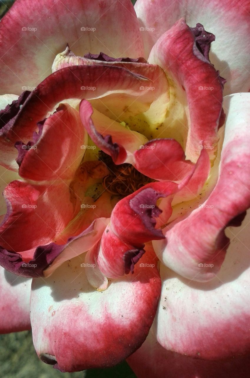 Internal Burning Rose