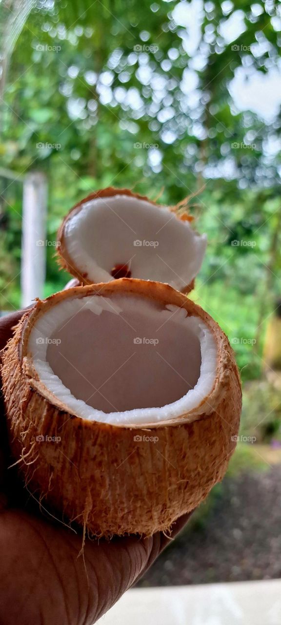 coconut