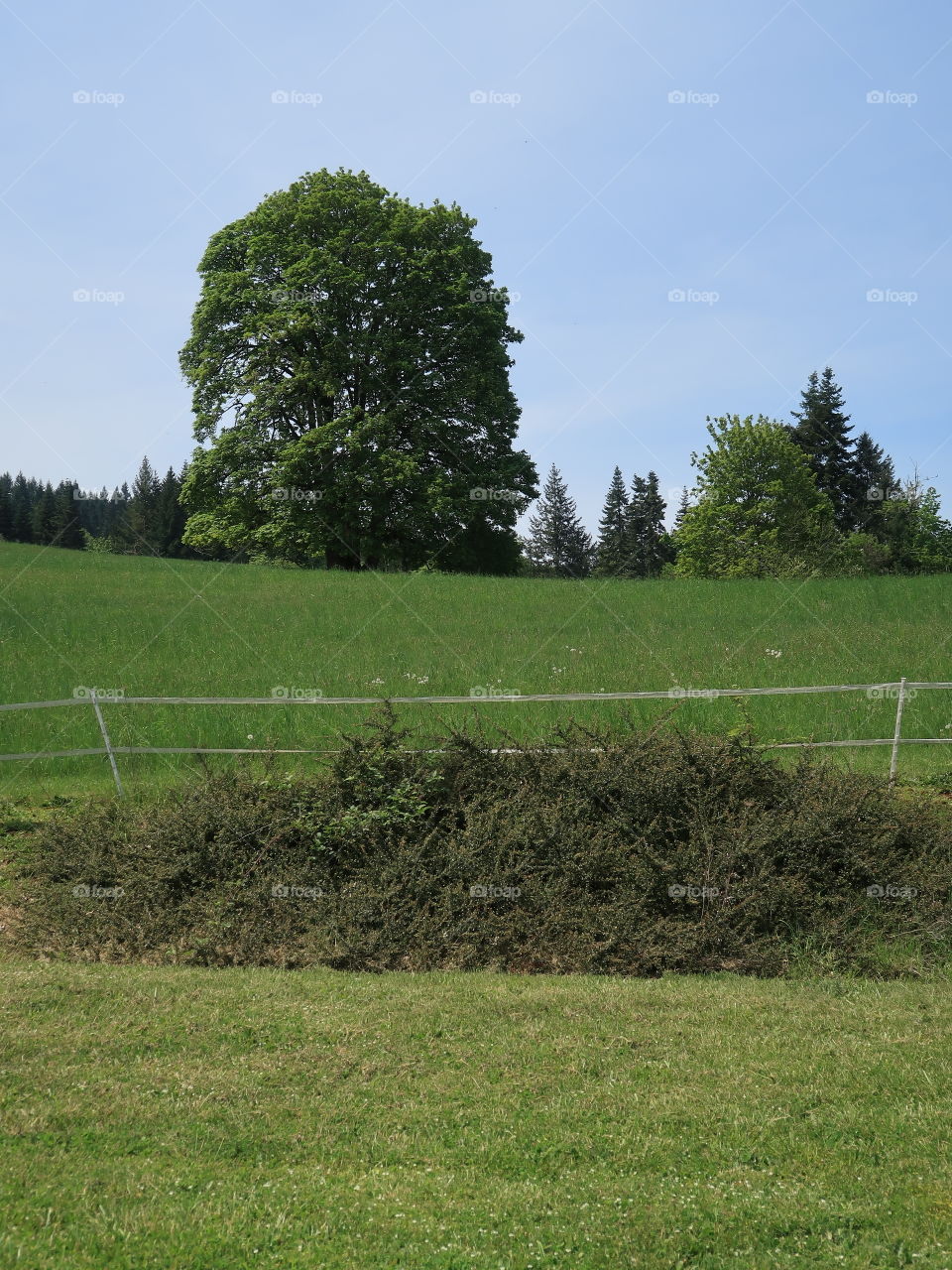 A grand tree on a green hill in Western Oregon on a sunny spring day. 