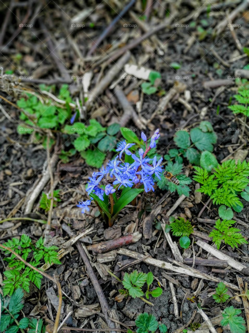 The bee on the first spring flowers
