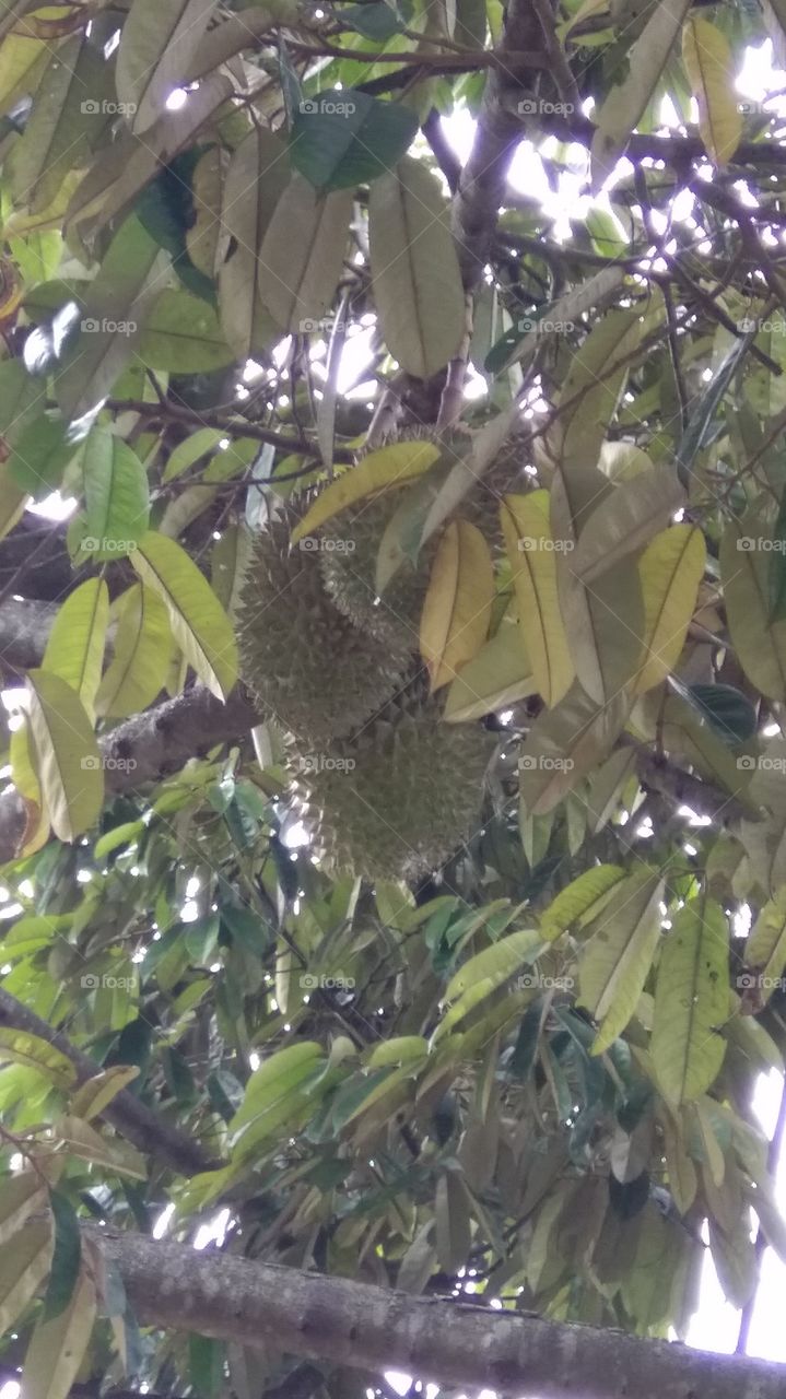 durians fruit and fresh leaf