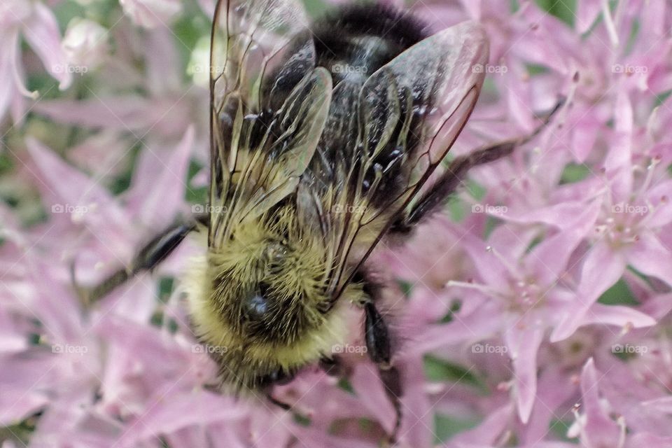 Extreme close-up of bee on sedum flower