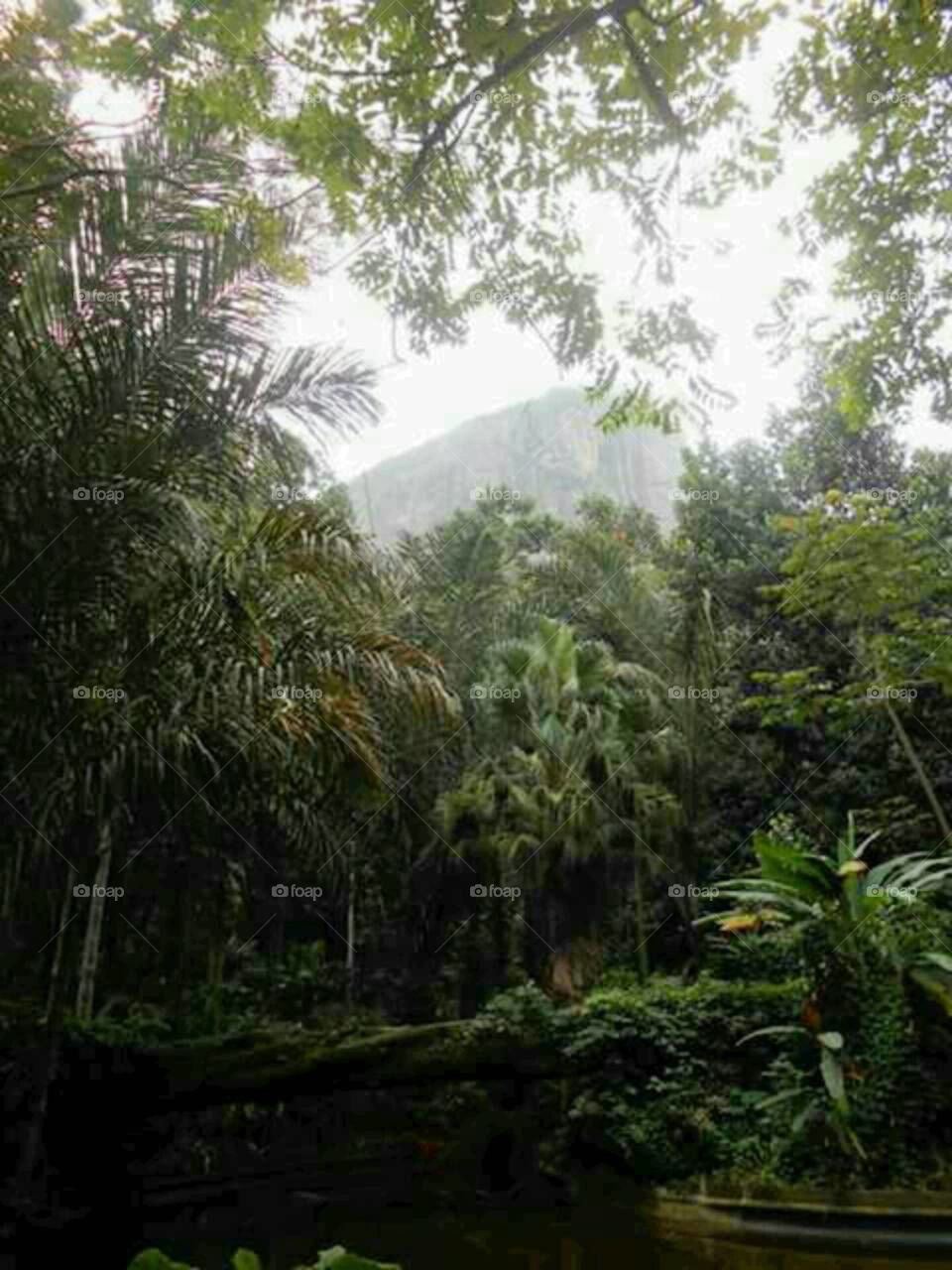 Tijuca Rainforest in Rio
