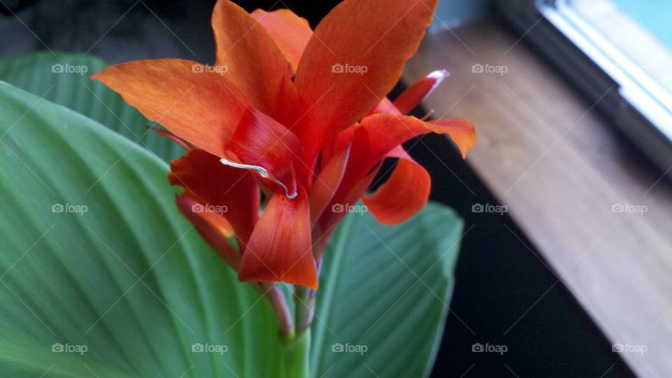 Canna Lily