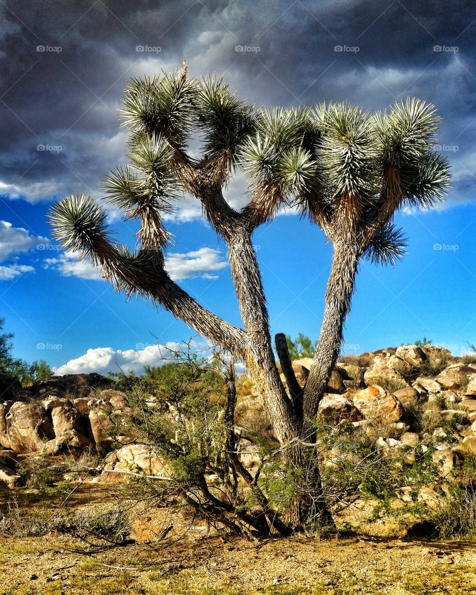 Joshua tree in the desert