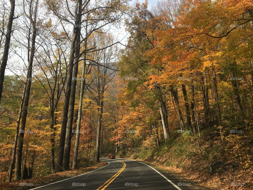 Road, Fall, Wood, Tree, Guidance