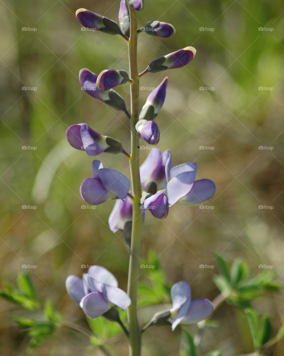 baptisia