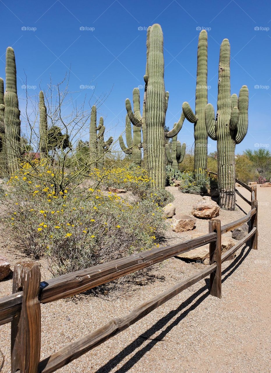 Saguaro Cactus Behind the Fence