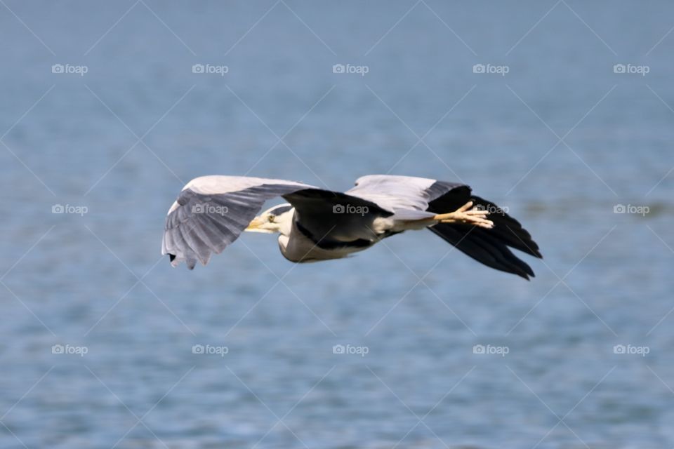 Grey heron