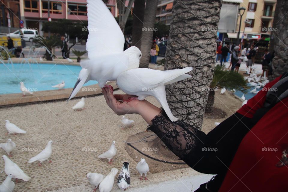 Hand feeding a dove