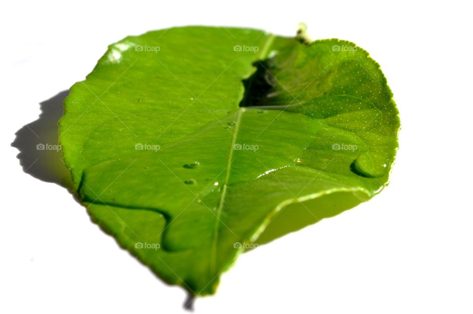 Water Quenching Leaf