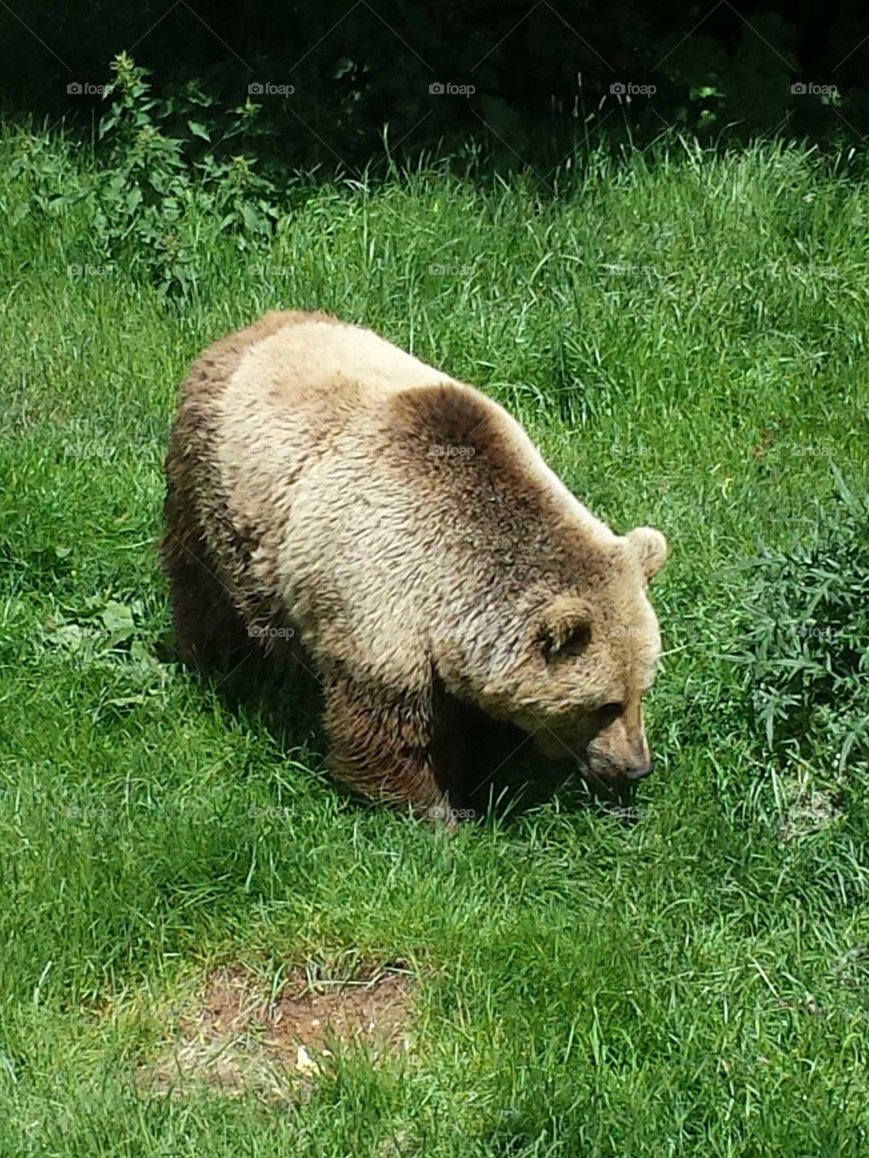 Just a Brown Bear munching on the Grass