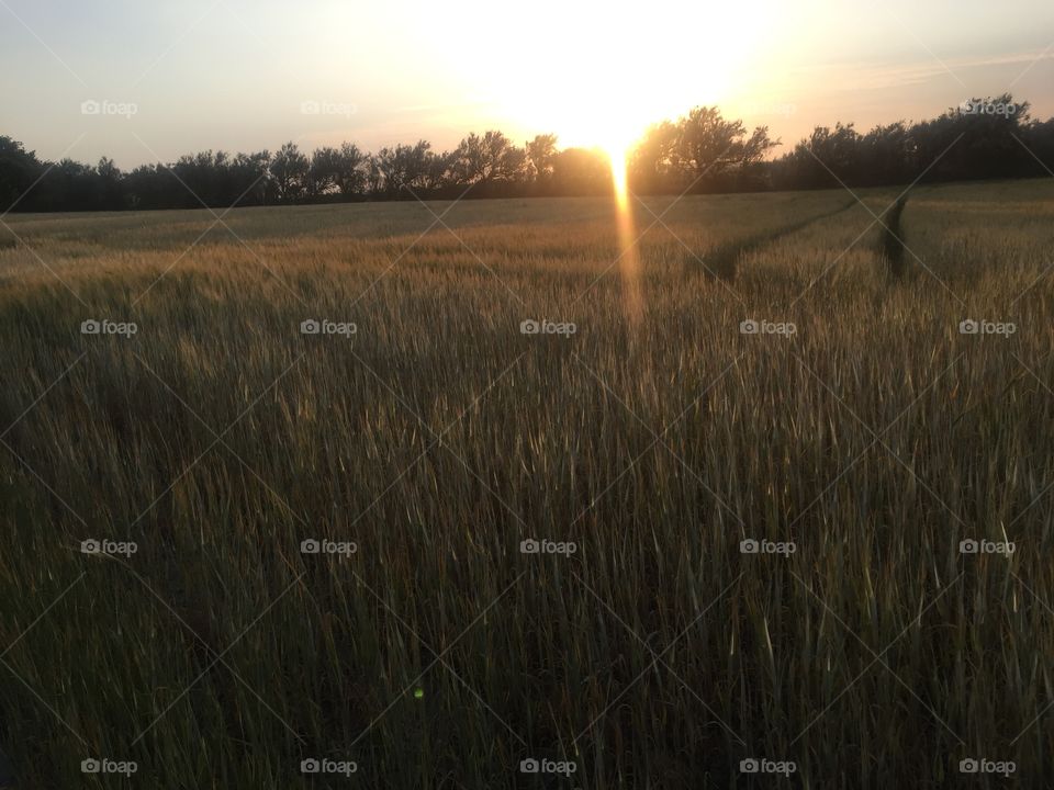 Sunsets in cornfields 1