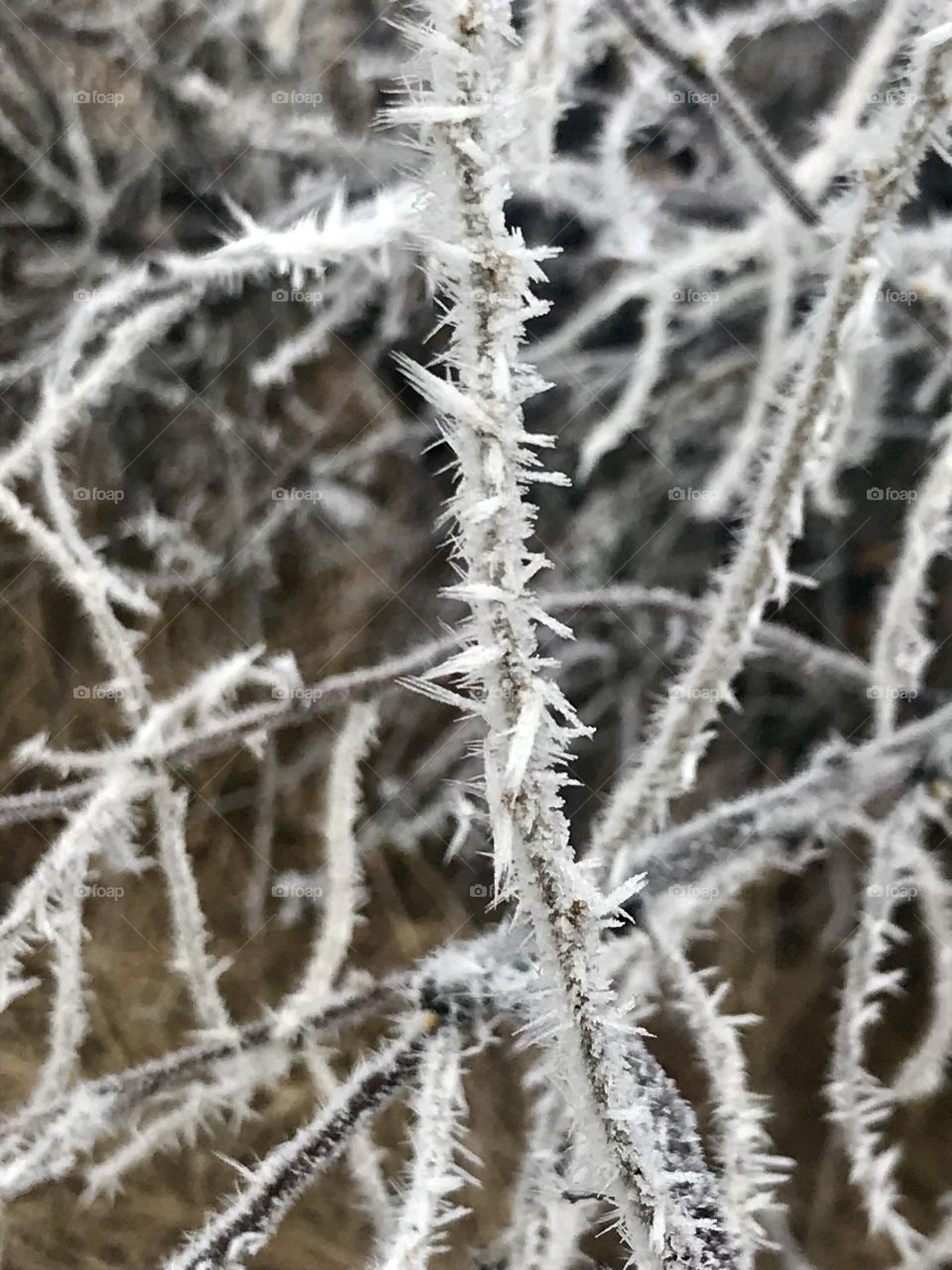 Morning Frost