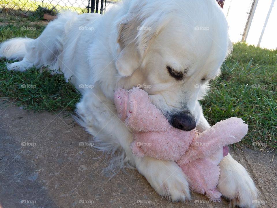 dog with toy, pink and white, sweet. dog, baby, toy