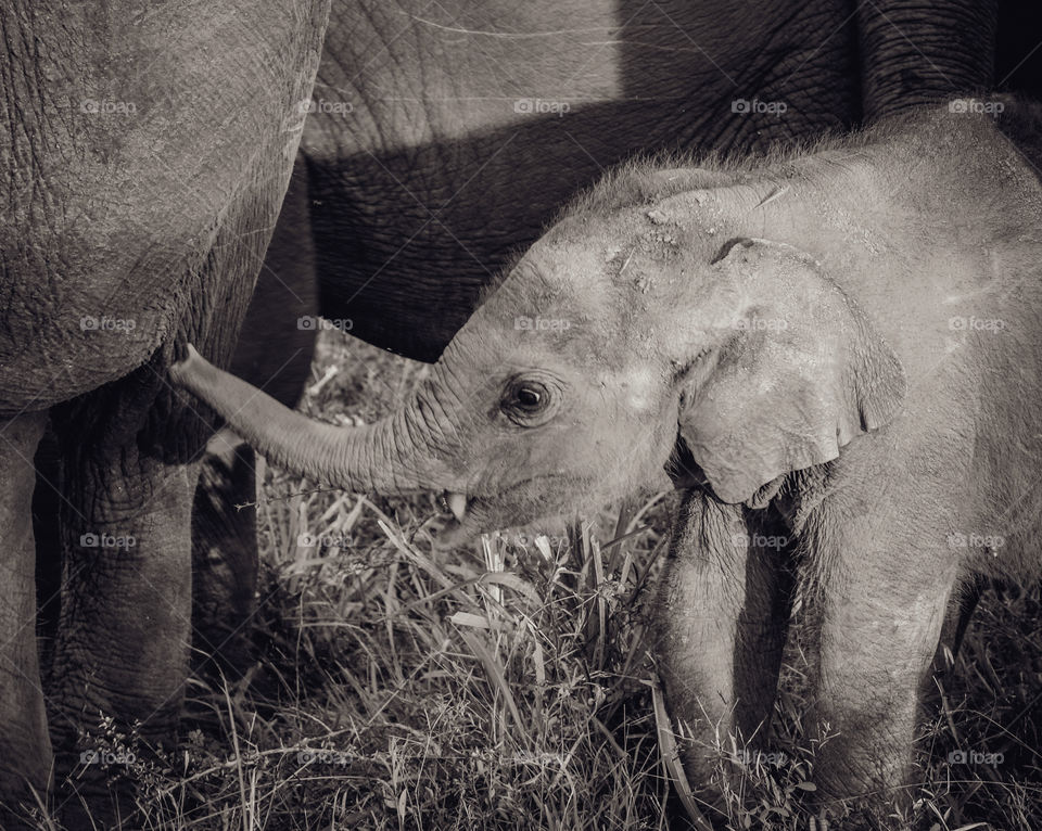 wild elephant baby waving trunk , safari , srilanka
