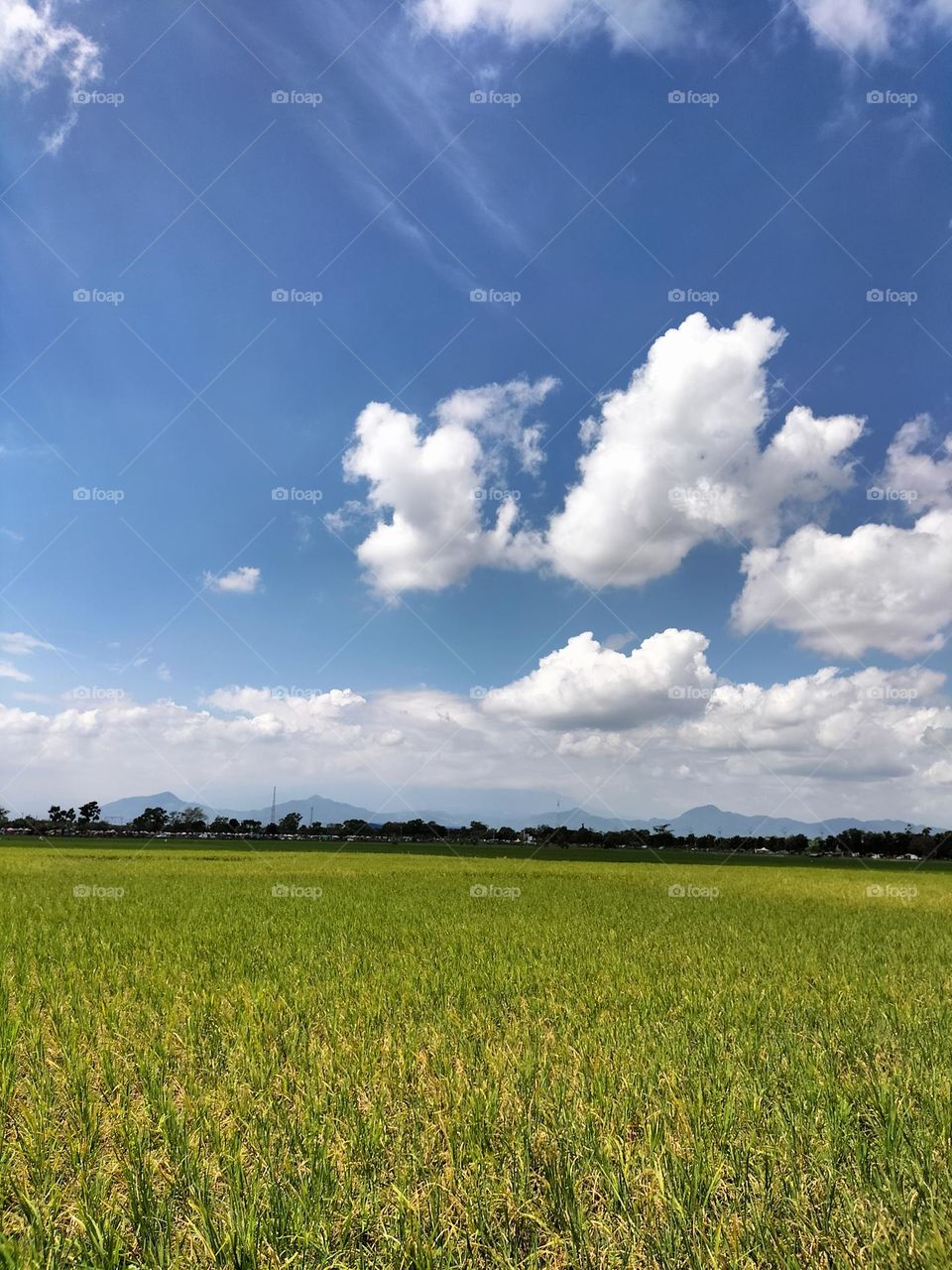 Image of cloudy sky and rice fields