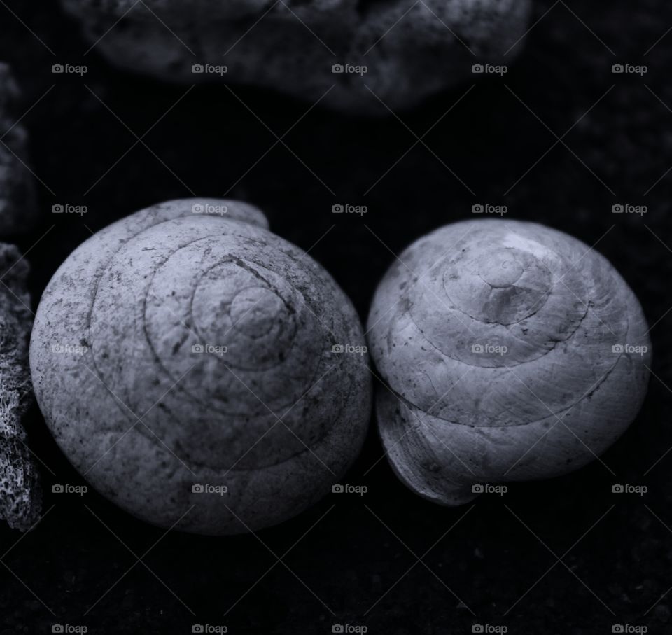 black and white seashells