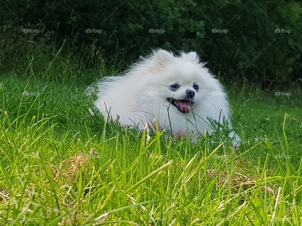 white fluffy cute pomeranian dog on field