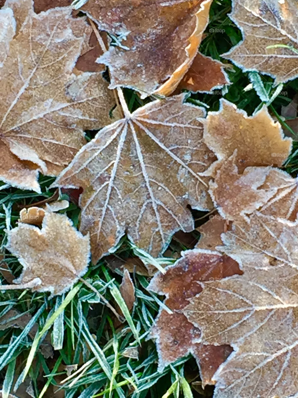 Frosty Days