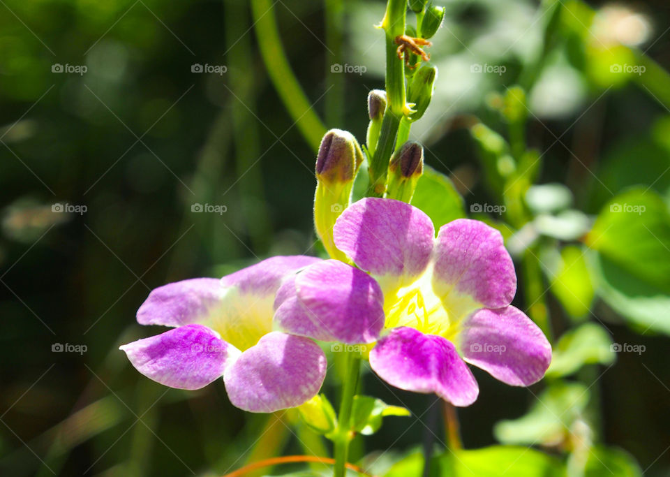 Blooming purple flowers
