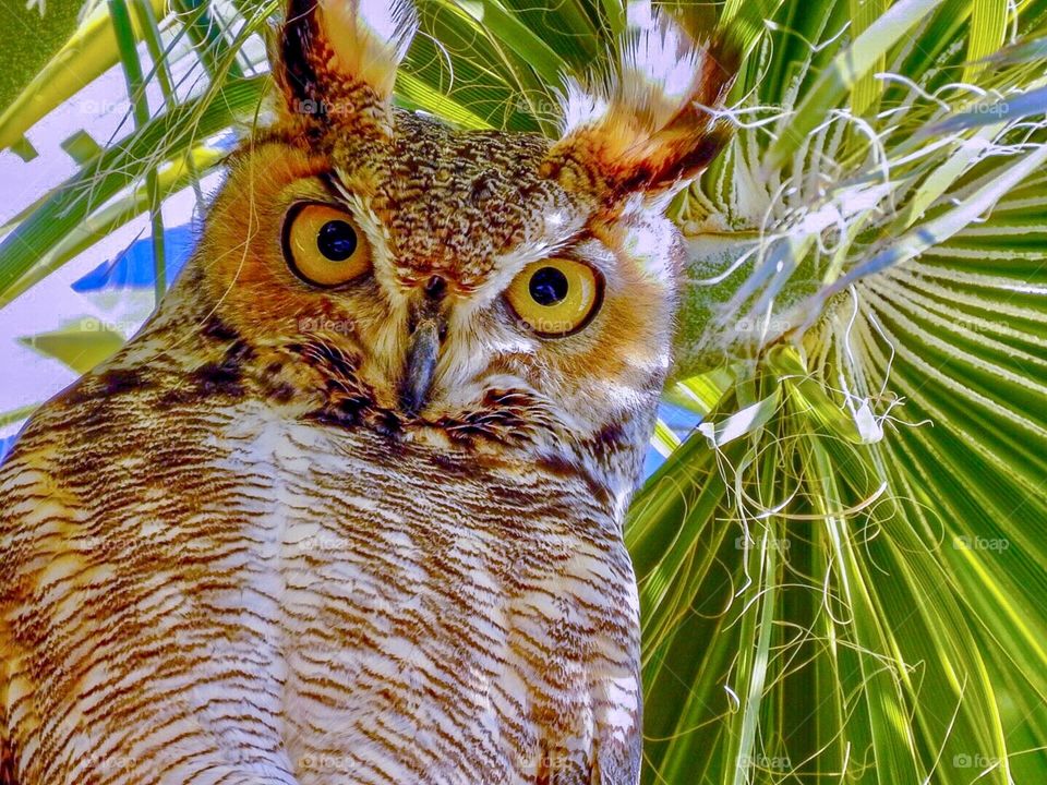 Great horned owl in a tall palm tree in Southern Nevada. 