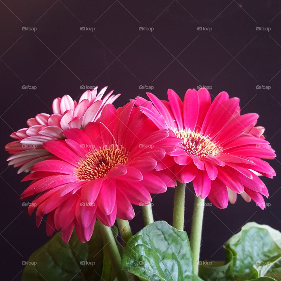 Pink flower on black background