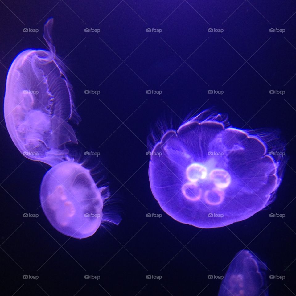 Moon jellyfish. A visit to the Henry Doorly zoo and aquarium.