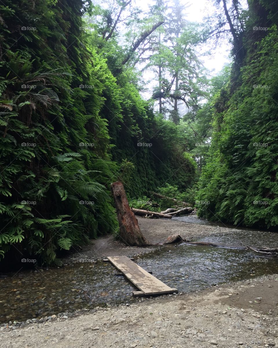 Fern Canyon