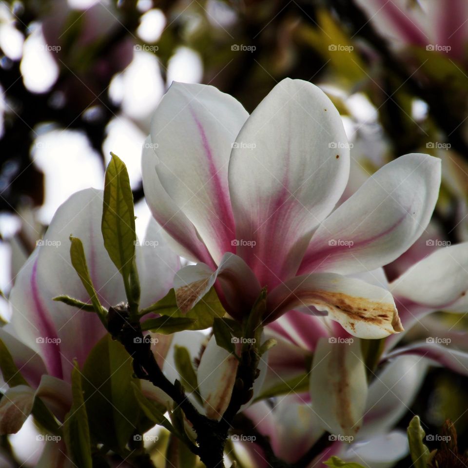 Magnolia blooms