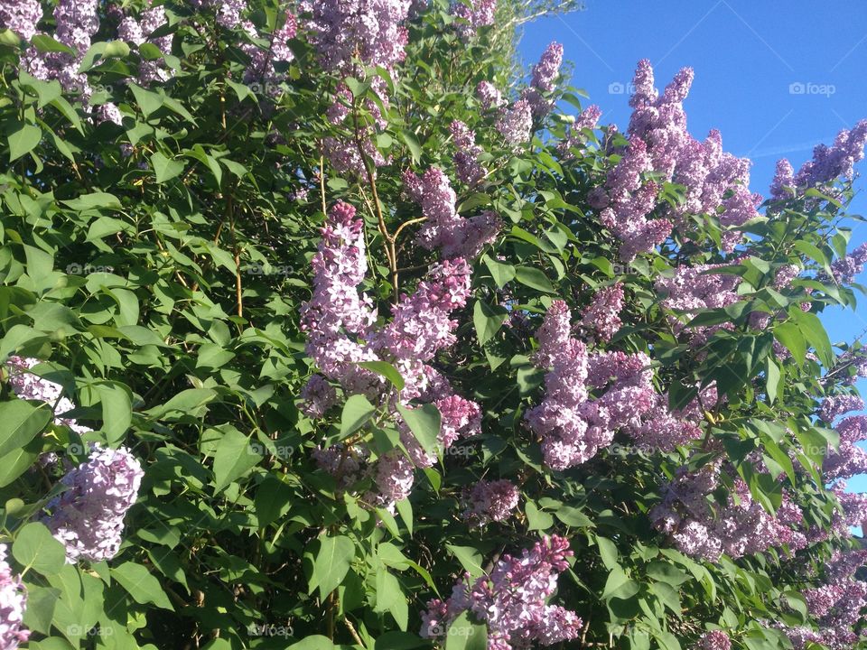 A lilac bush in full bloom.