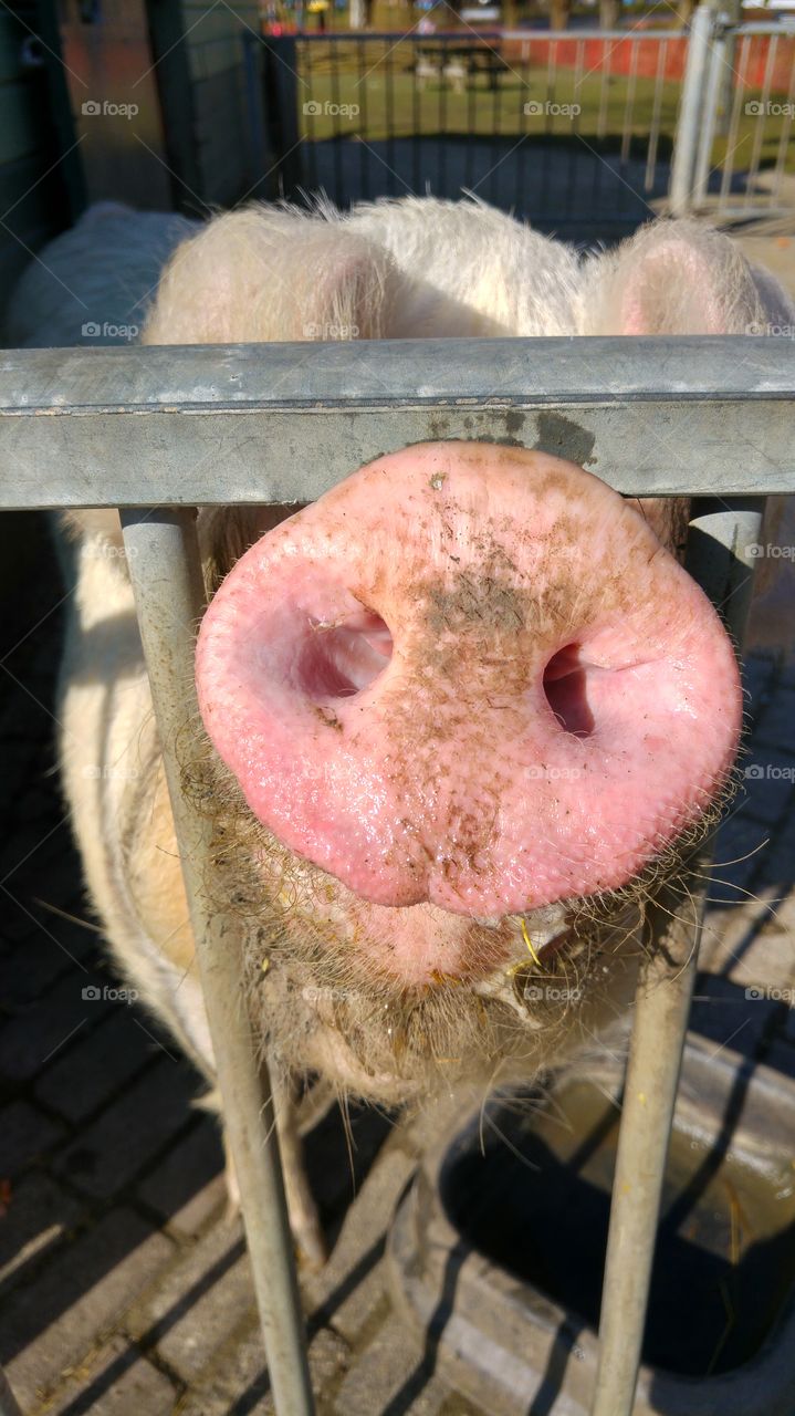 Close up pig