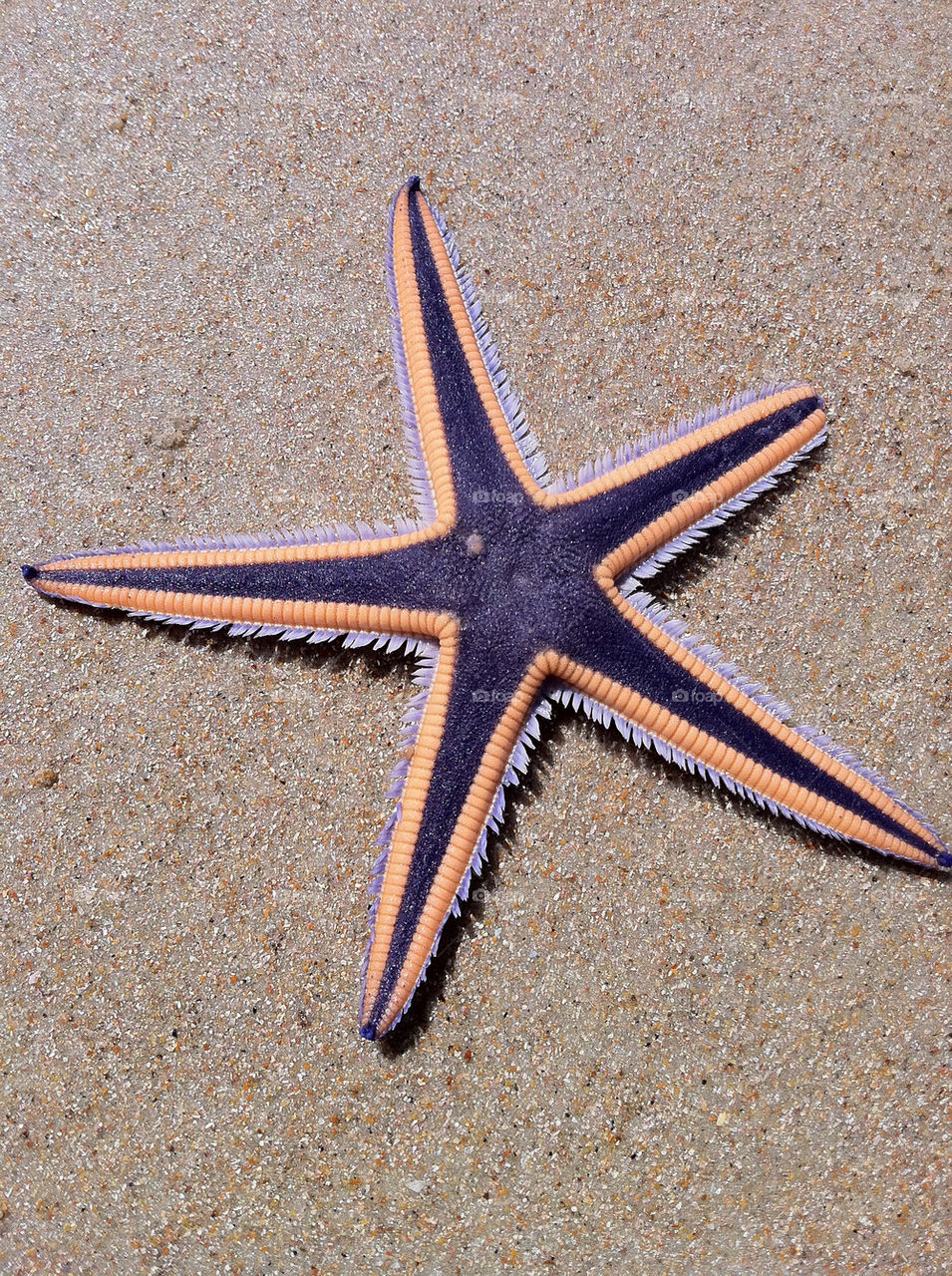 beach starfish fl daytona by dmelhorn