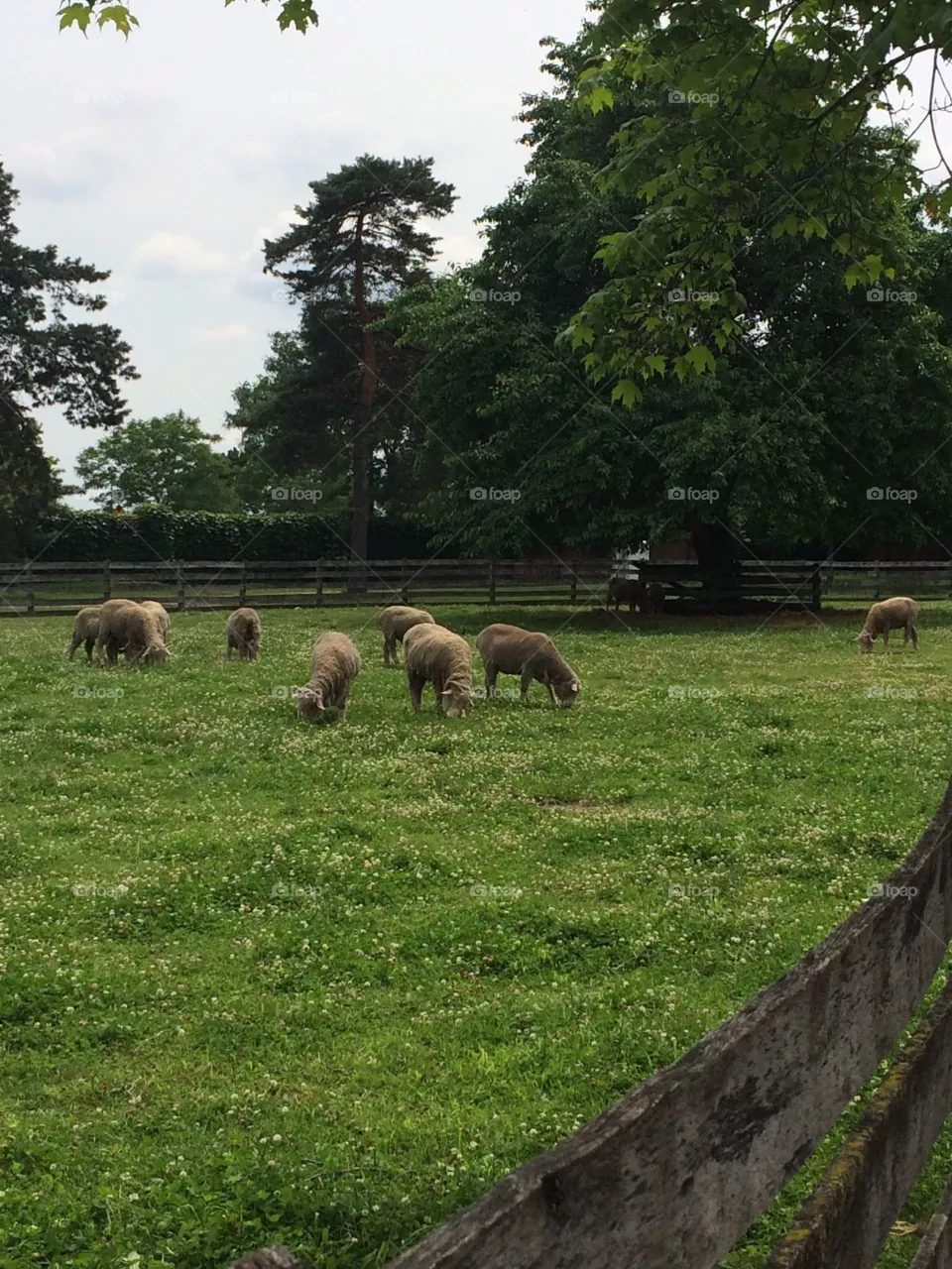 Sheep