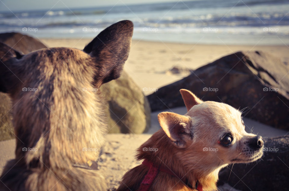 two Chihuahua mix dogs sit facing the ocean. the littlest one looks back over his shoulder at the camera.