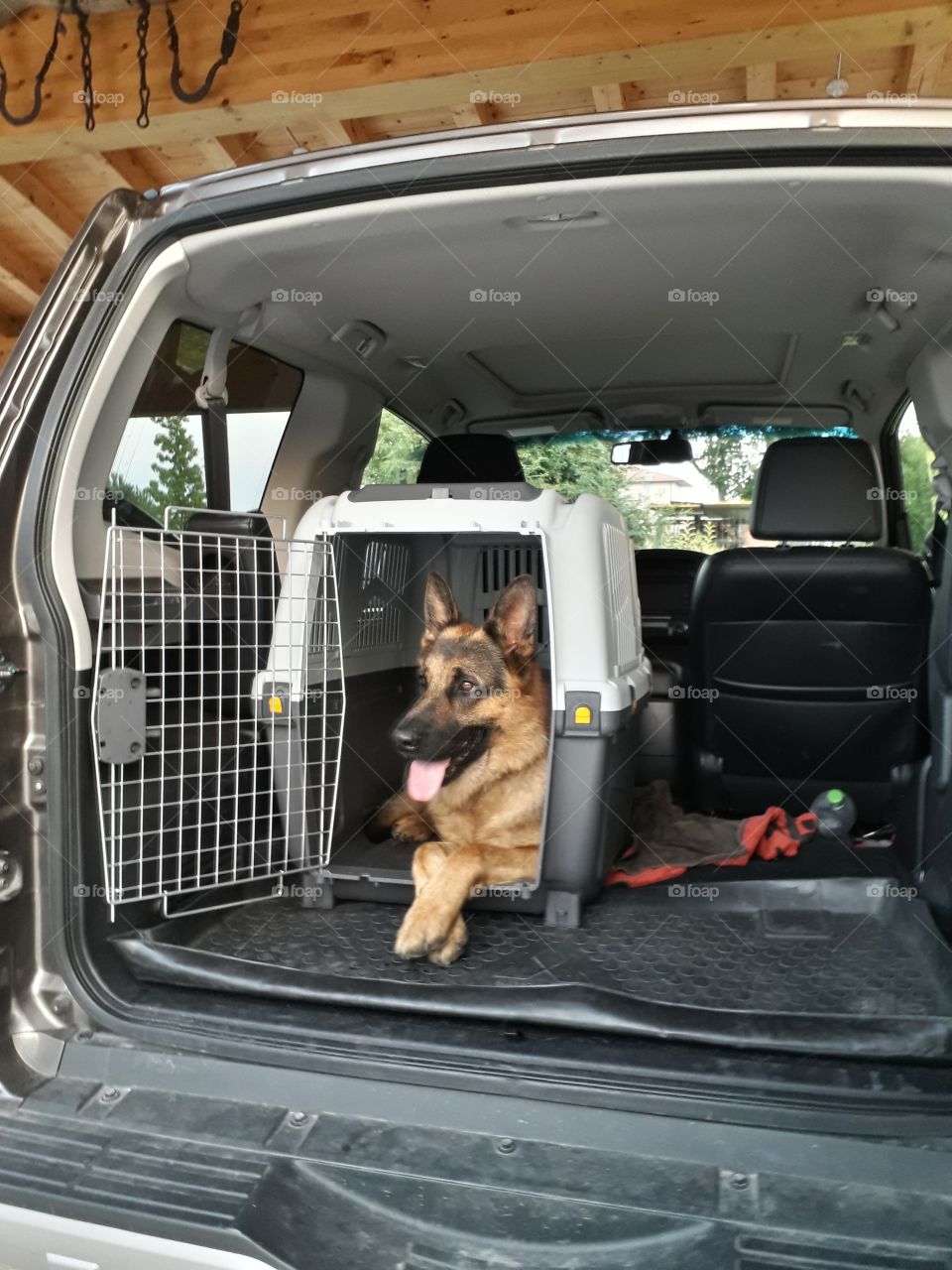 my dog Iago ready for trip